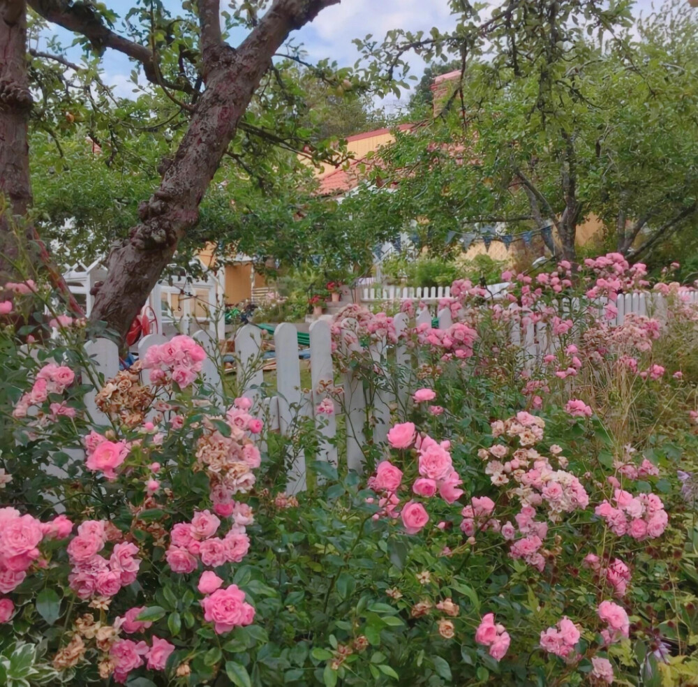 背景图/花/欧美