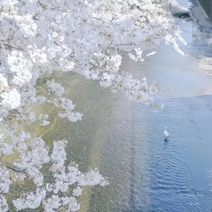 陌上花开，可缓缓归矣