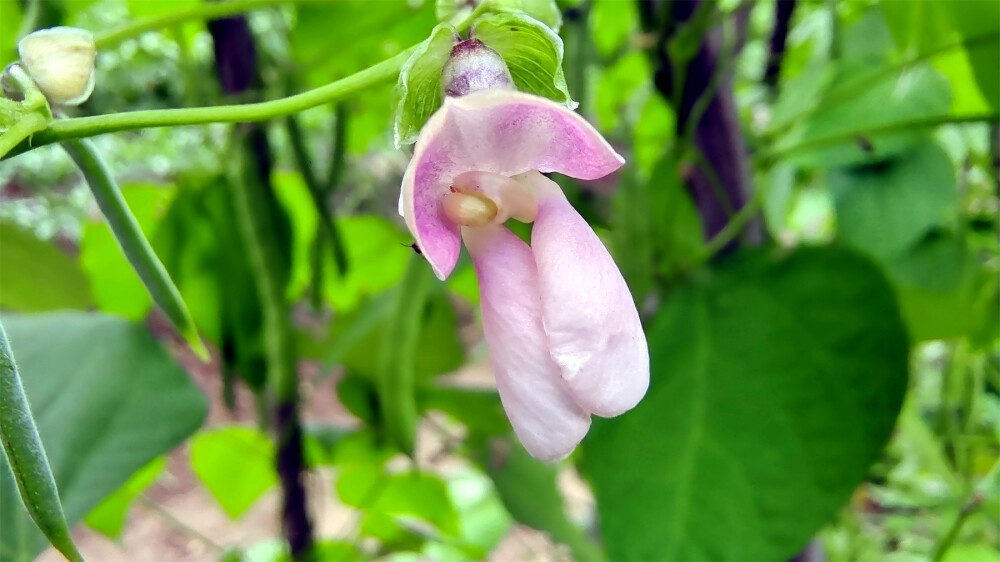 小花也可爱：“菜豆花”欣赏