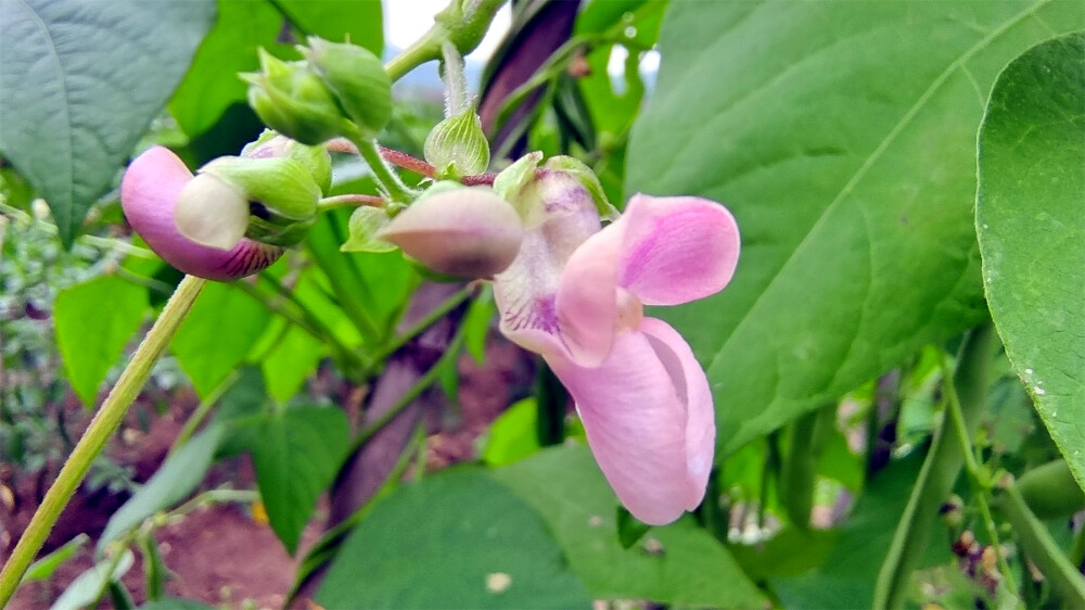 小花也可爱：“菜豆花”欣赏