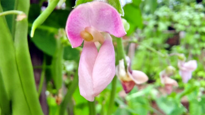 小花也可爱：“菜豆花”欣赏