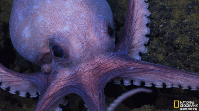 《海底新朋友》
近距离观看这只多拉多章鱼。这是施密特海洋研究所在哥斯达黎加海岸附近的海底热液泉边发现的新物种。摄影：Schmidt Ocean Institute