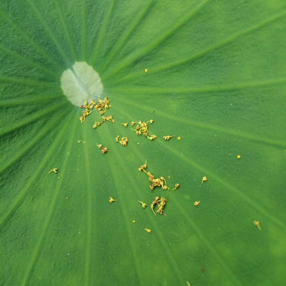 此花此叶常相依