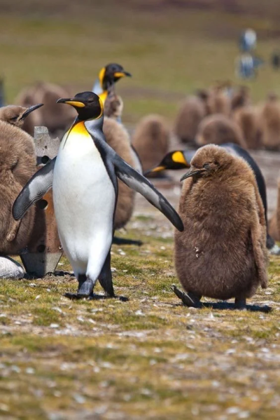 王企鹅老爹和他的猕猴桃儿子
