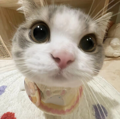 猫咪可爱头像