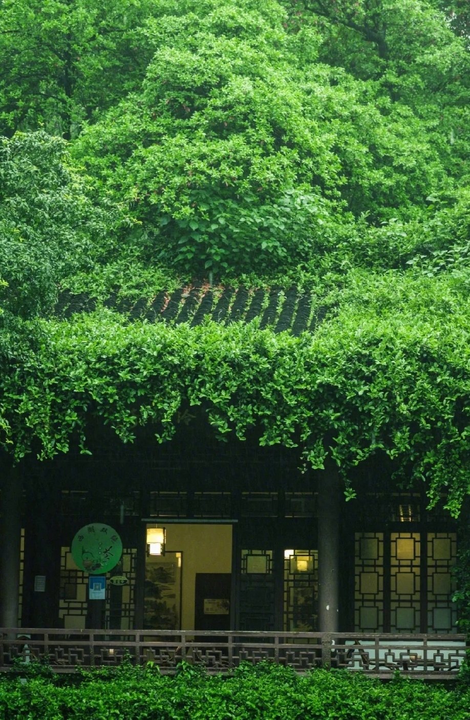 “江湖岂在远，所欠雨一蓑。” ​​​
一片绿