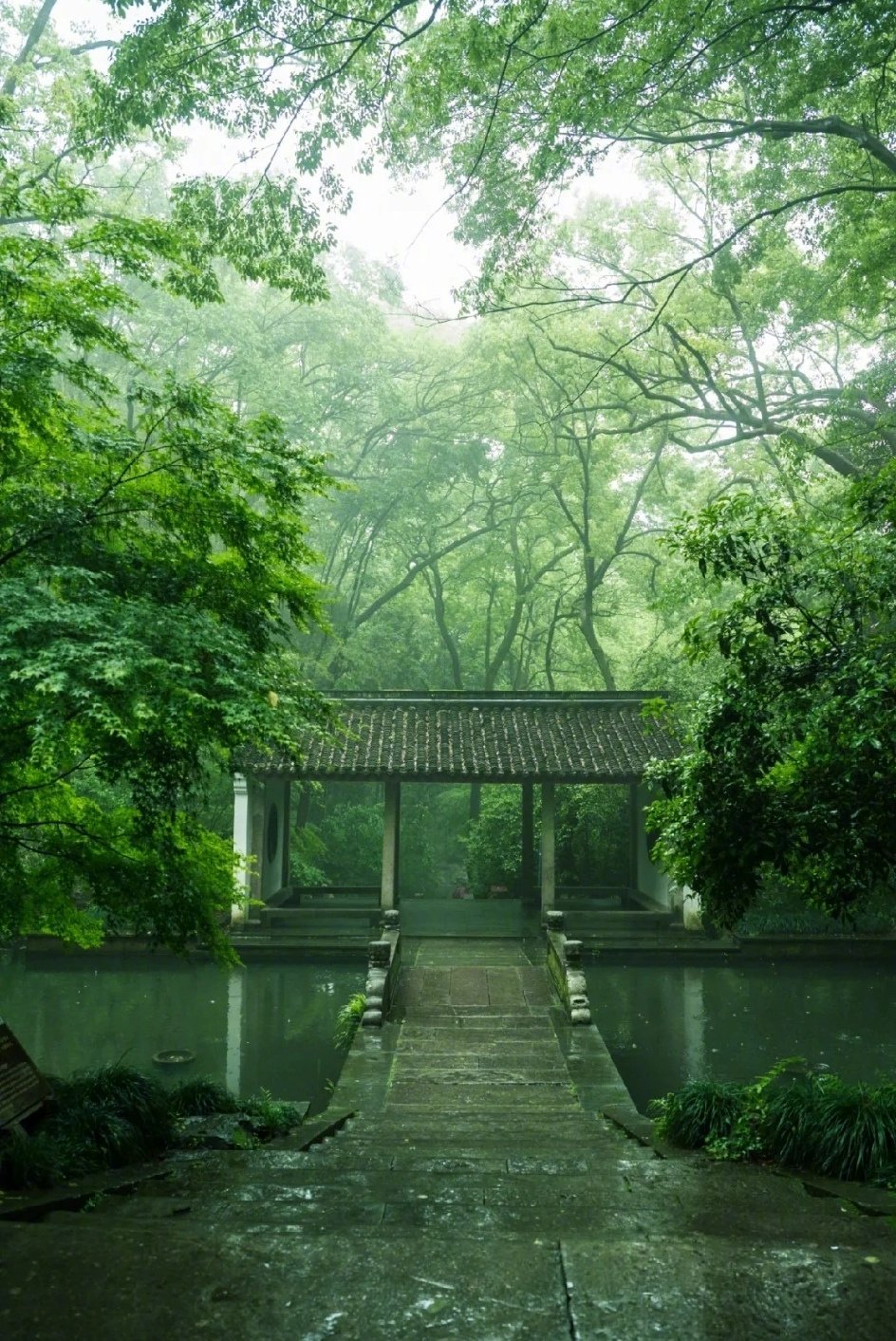 “江湖岂在远，所欠雨一蓑。” ​​​
一片绿