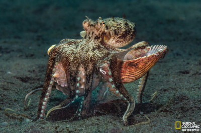 《灵活藏身》
具缘两鳍蛸常在椰壳里藏身，但也会像这样躲进螺壳或海底的其它废弃物中。摄影：Greg Lecoeur