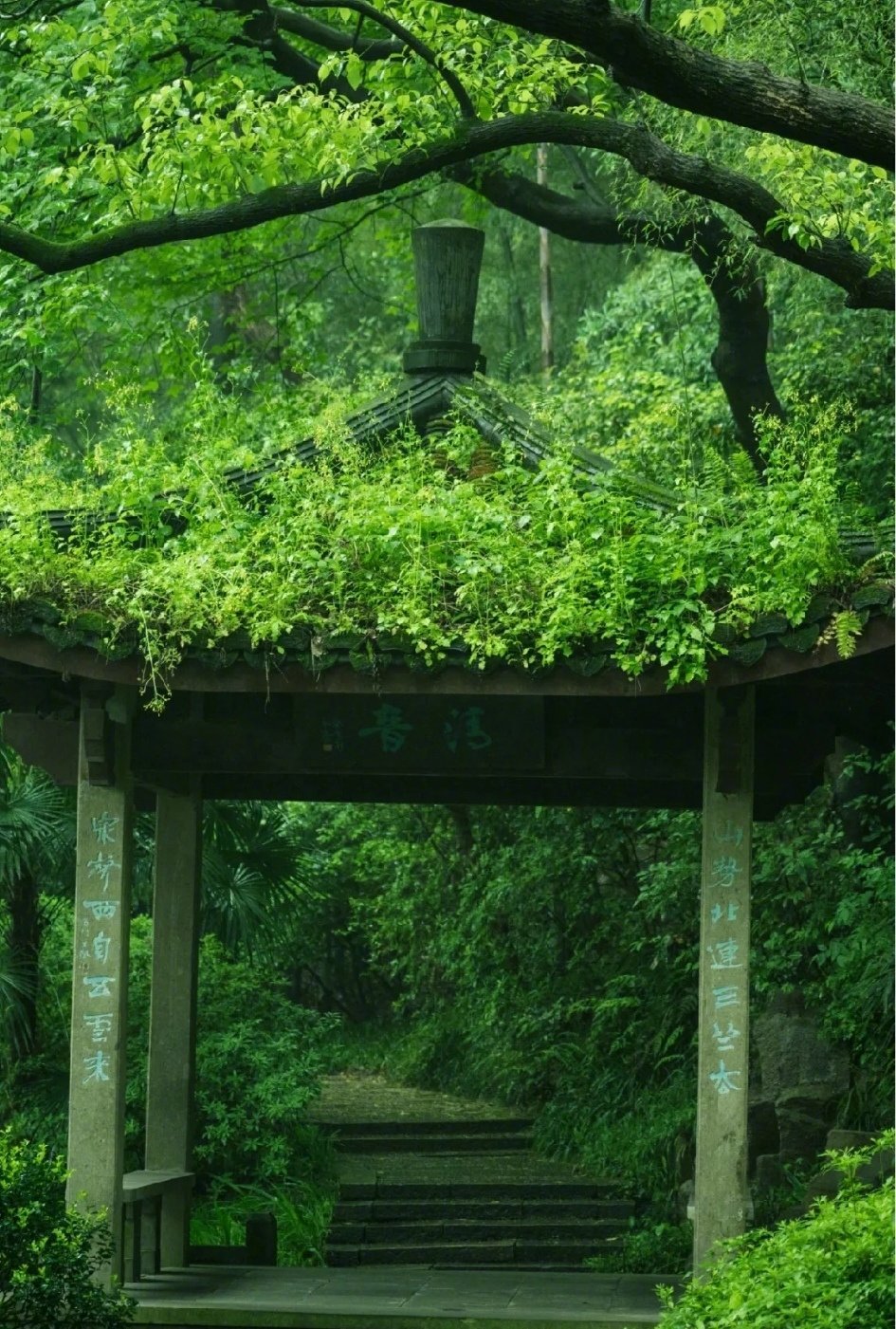 “江湖岂在远，所欠雨一蓑。” ​​​
一片绿