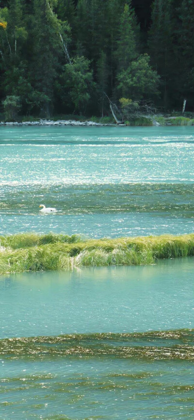 水 风 草 绿色与蓝色的无限治愈