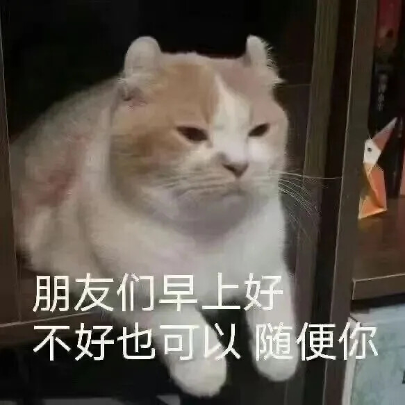 猫猫表情包