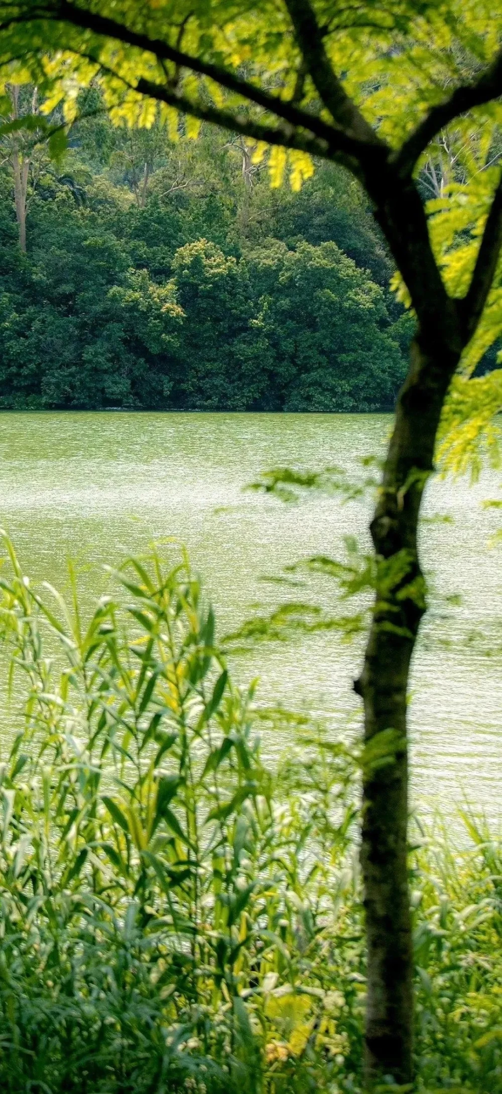 高清绿色养眼壁纸