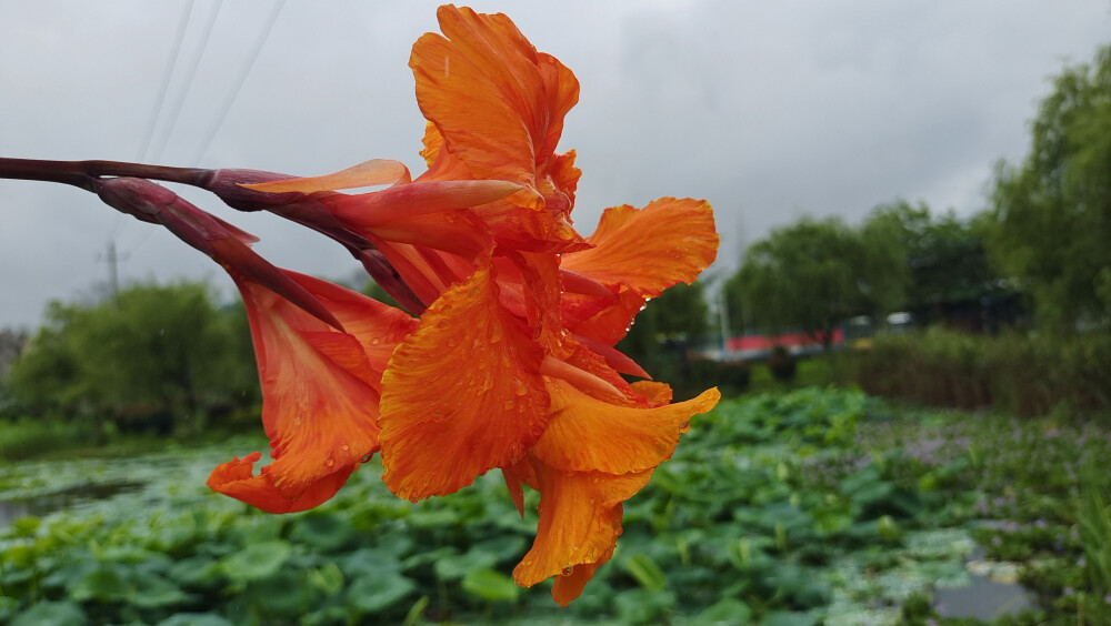 雨中赏花：金脉美人蕉