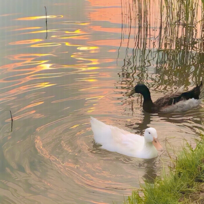 水乡?? ??? ????（region of rivers&lakes）