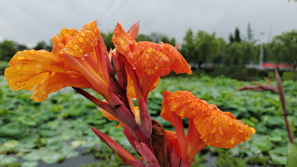 雨中赏花：金脉美人蕉