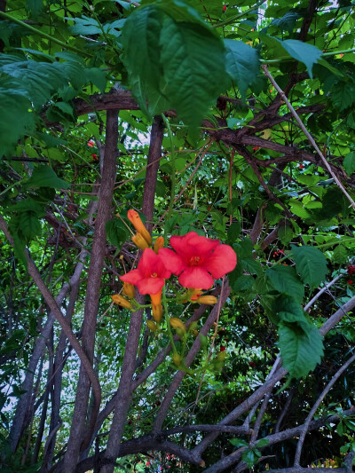 凌霄花开