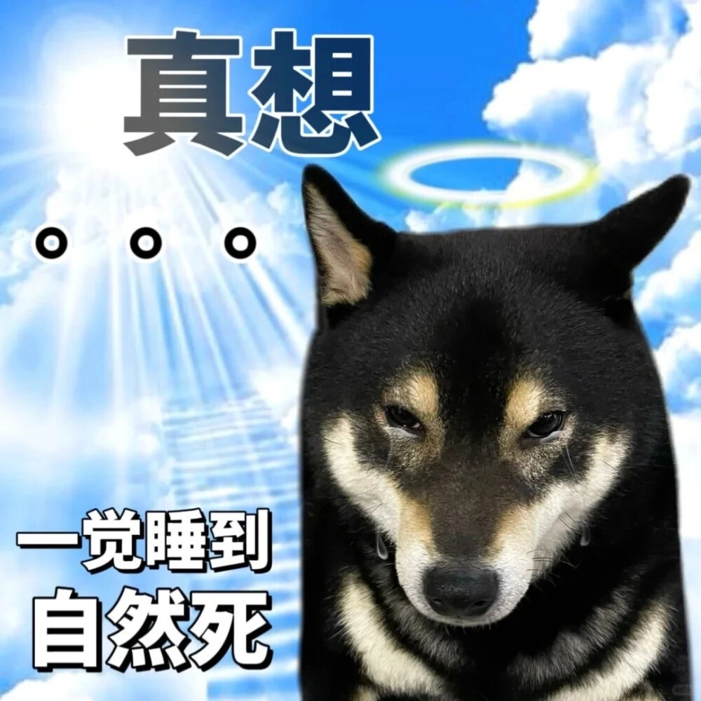 沙雕动物表情包