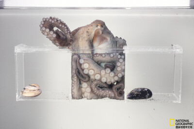 《猎物取舍》
章鱼能吃多种鱼、软体类和甲壳类动物，并不挑剔，但它的确有最爱的食物。这只雌性真蛸在的到分格盛有蛤蜊、鯷鱼和贻贝的食盒时，每次都直扑鯷鱼。摄影：David Liittschwager