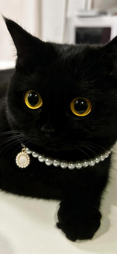 黑猫