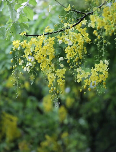 这么好看的花竟然叫腊肠花＃花朵＃生活＃摄影＃故事里的小黄花