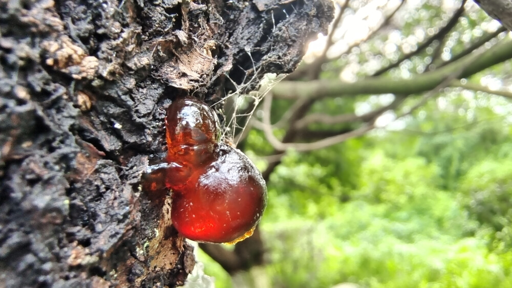 桃树上长出的“桃胶”