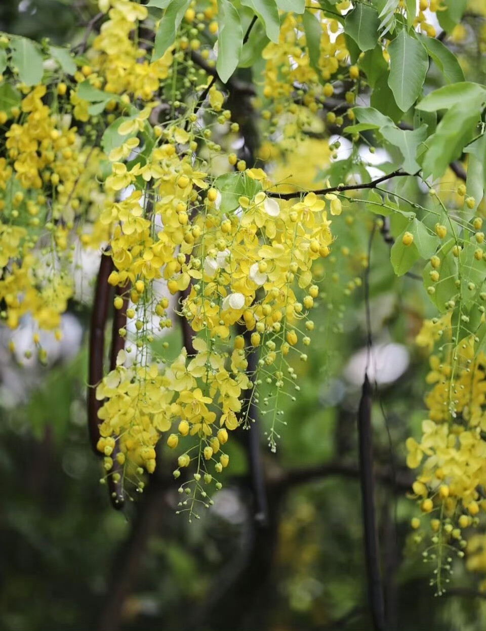 这么好看的花竟然叫腊肠花＃花朵＃生活＃摄影＃故事里的小黄花