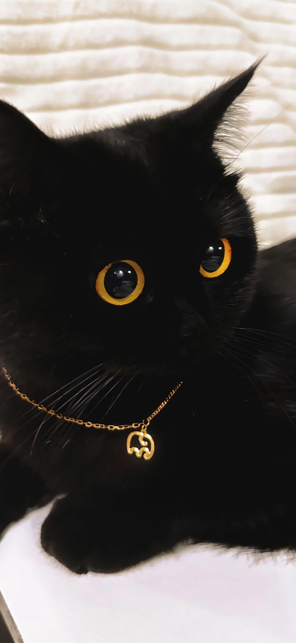 黑猫- 高清图片,堆糖,美图壁纸兴趣社区