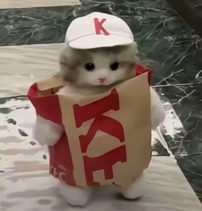 猫猫头像