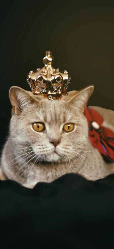黑猫