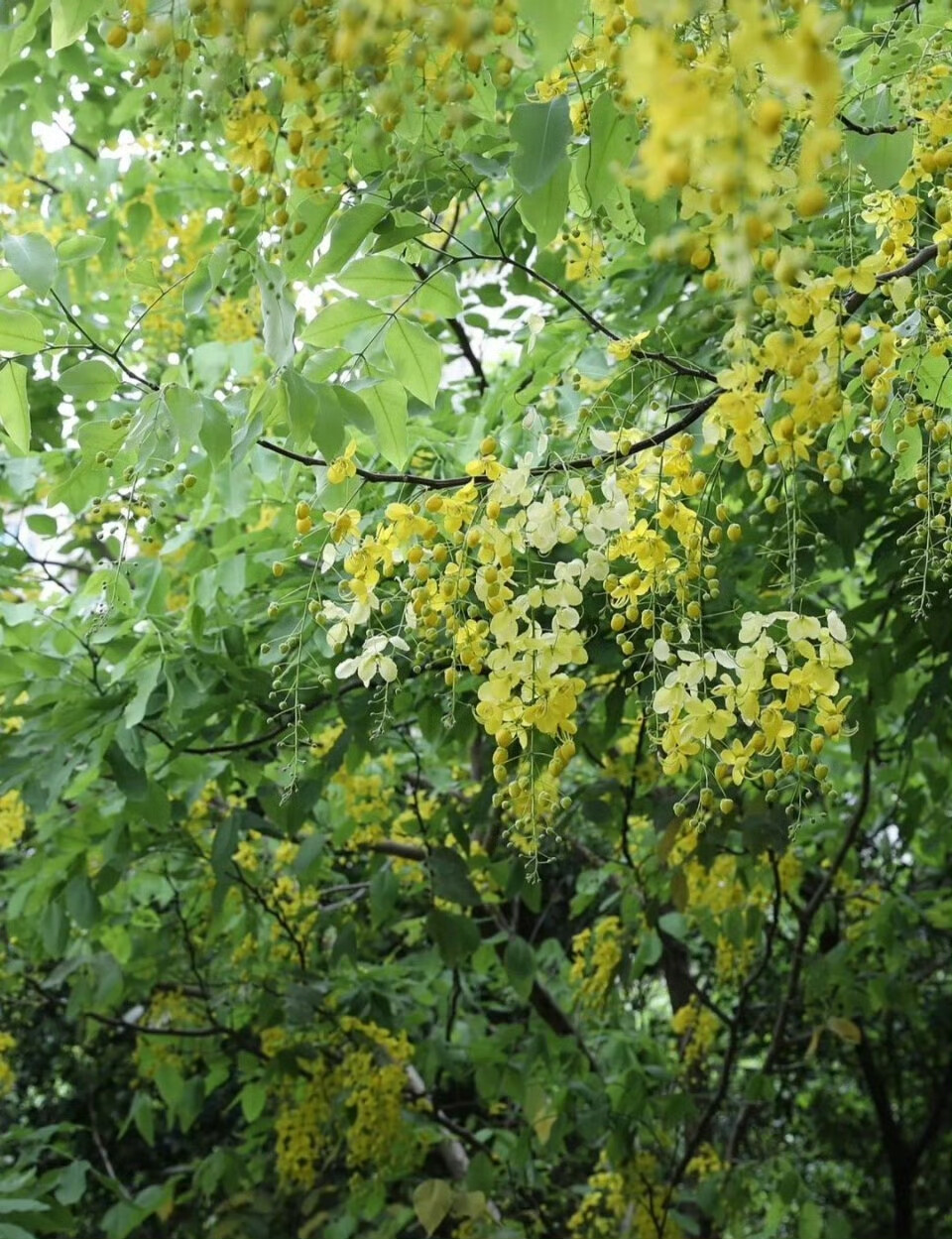 这么好看的花竟然叫腊肠花＃花朵＃生活＃摄影＃故事里的小黄花