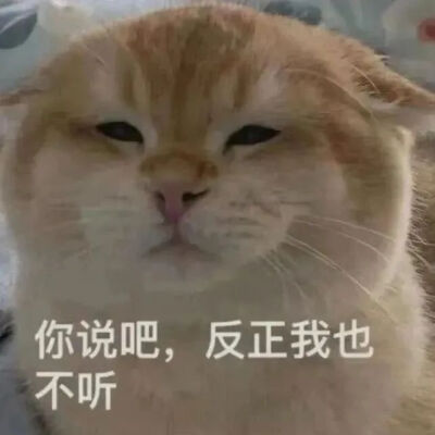 猫猫表情包