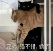 猫猫表情包