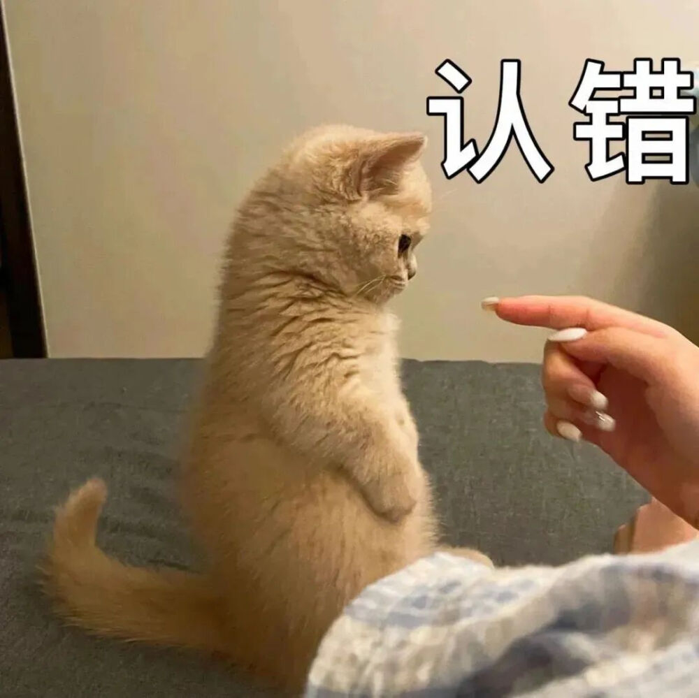 猫猫表情包