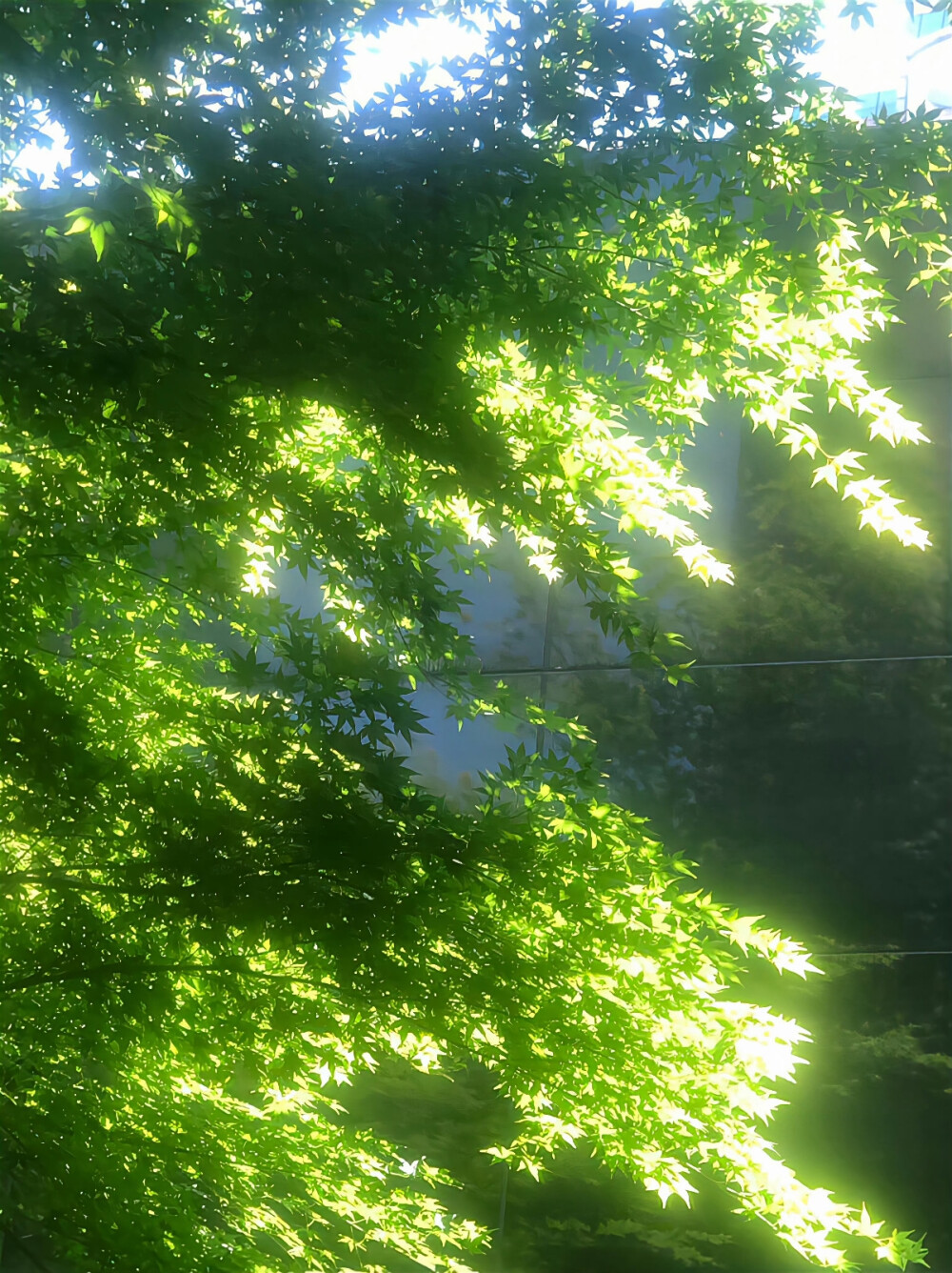 绿色系背景图治愈系背景图