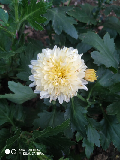 菊