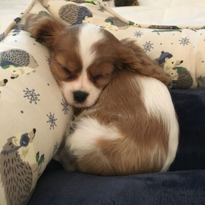 狗的白