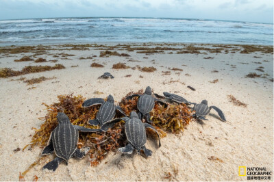 《奔向远方》
刚破壳的棱皮龟幼龟们拼尽全力奔赴海洋。摄影：Thomas P.Peschak