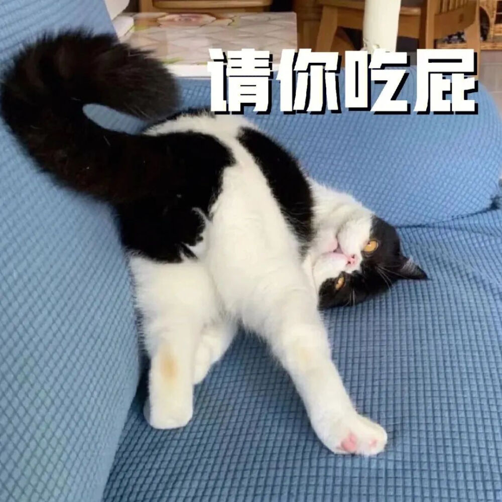 猫猫表情包