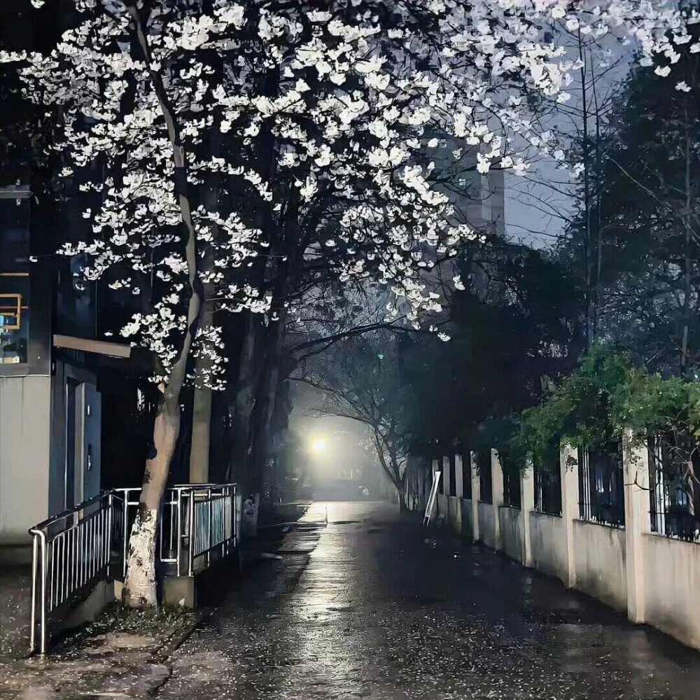 夜晚背景图