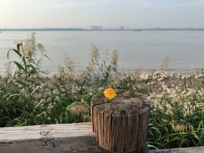 在南京生活了两年，附上一些随手拍了。