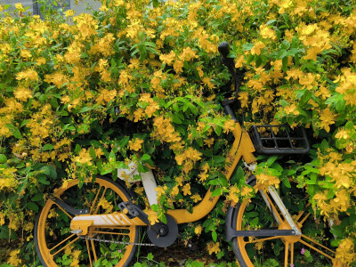 在南京生活了两年，附上一些随手拍了。