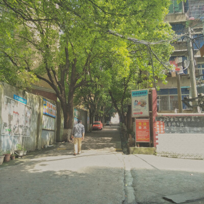 盛夏 阳光 树叶 微风
饱饱们礼貌拿图(๑ت๑)