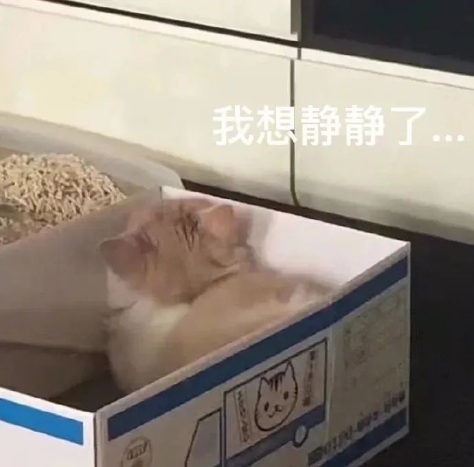 猫猫表情包