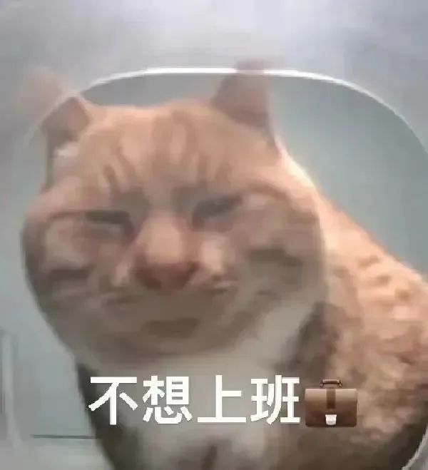 猫猫表情包