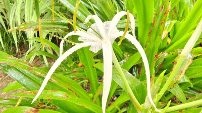 雨中赏花：水鬼蕉