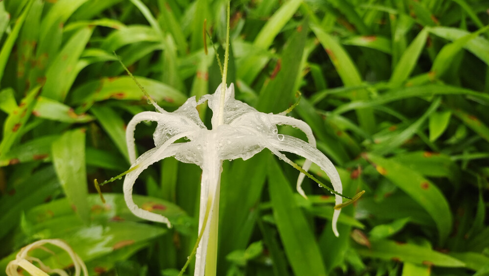 雨中赏花：水鬼蕉