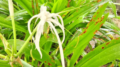 雨中赏花：水鬼蕉