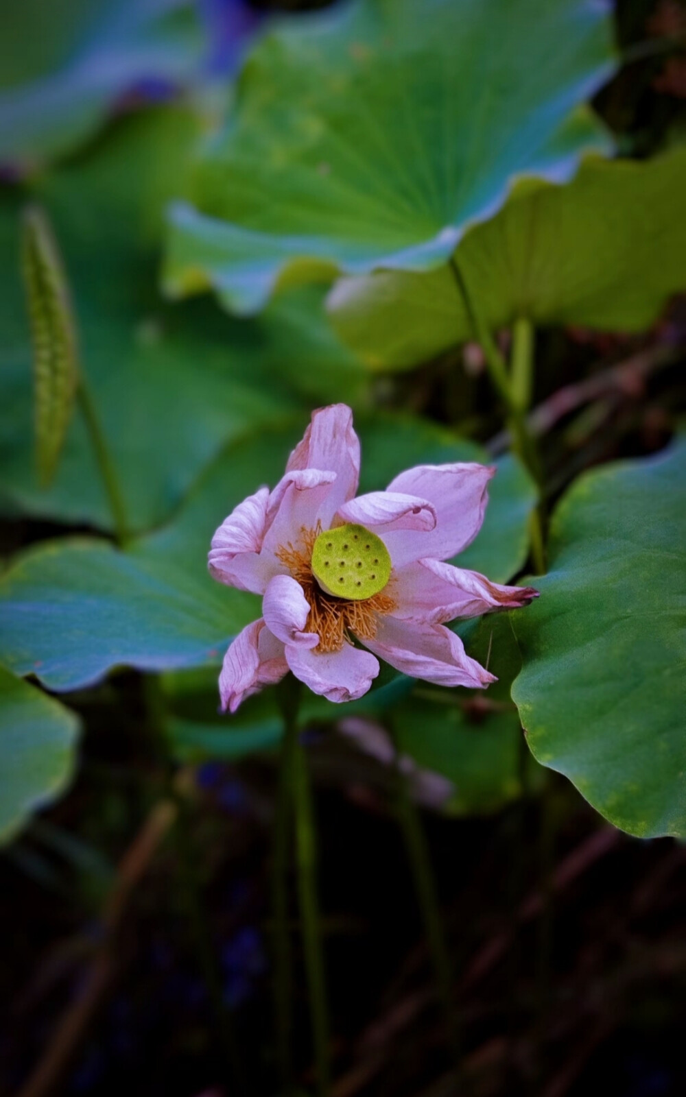 荷花