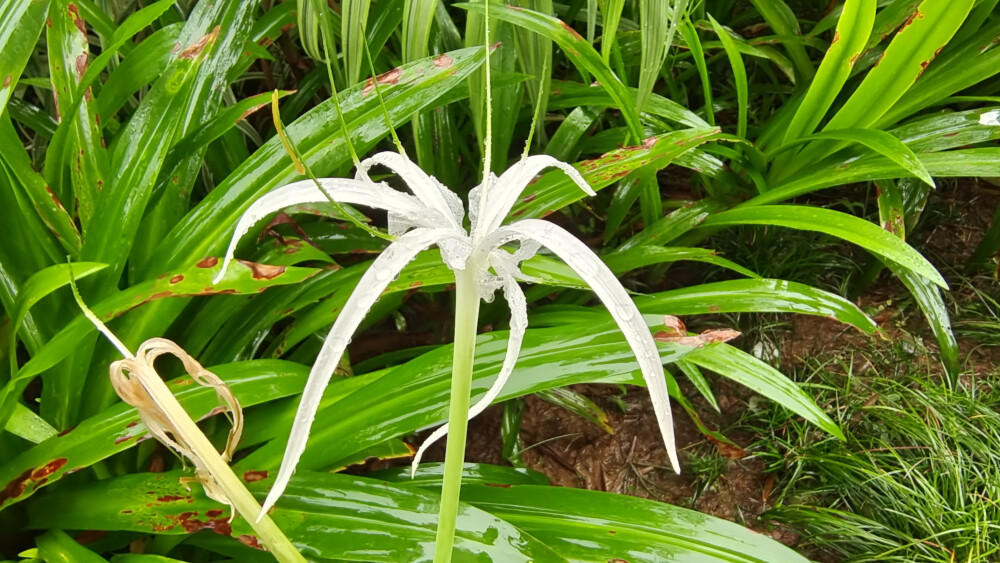 雨中赏花：水鬼蕉