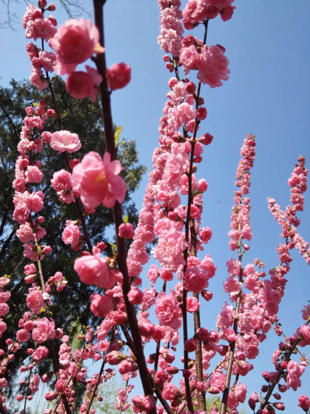 海棠花开了/壁纸